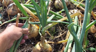 Načasování, kdy potřebujete odstranit cibuli ze zahrady na uralu